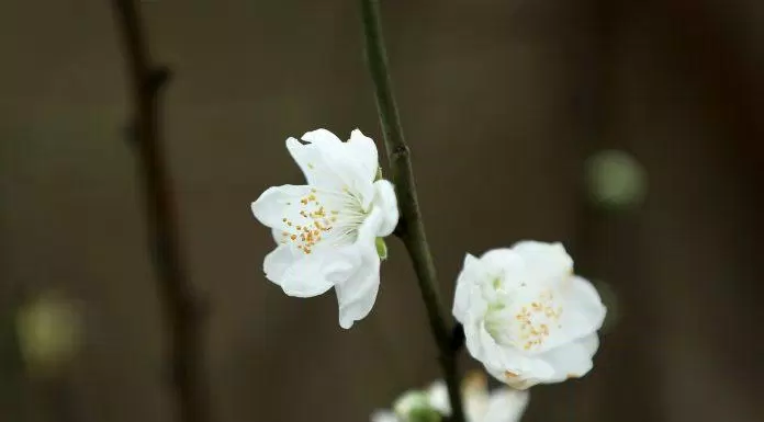 Hình nền hoa đào trắng đẹp. (Ảnh: Internet)