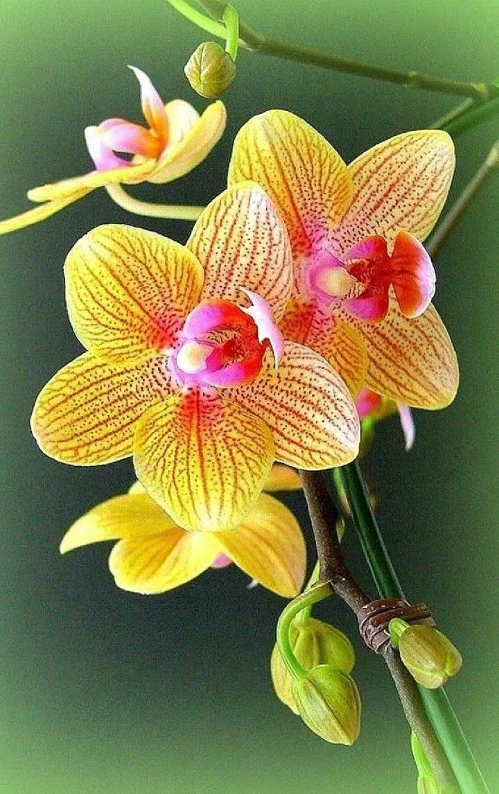 Hoa lan được ưa chuộng ở mọi nơi, mọi thời. Yếu tố nào làm nên giá trị của chúng? (Ảnh: Internet). Hoa lan được ưa chuộng ở mọi nơi, mọi thời. Yếu tố nào làm nên giá trị của chúng? (Ảnh: Internet).