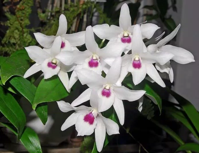 Hoàng thảo kèn 5 cánh trắng có vẻ đẹp khác biệt so với màu tím truyền thống (Ảnh: Internet). Hoàng thảo kèn 5 cánh trắng có vẻ đẹp khác biệt so với màu tím truyền thống (Ảnh: Internet).