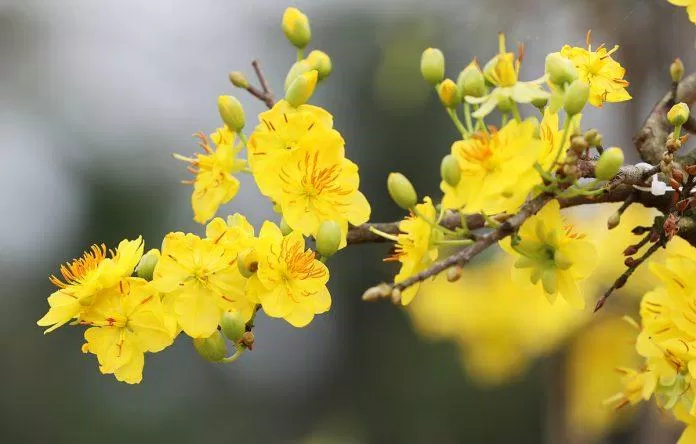 Hoa mai ngày Tết rực rỡ một màu vàng tươi thắm (Ảnh: Internet)