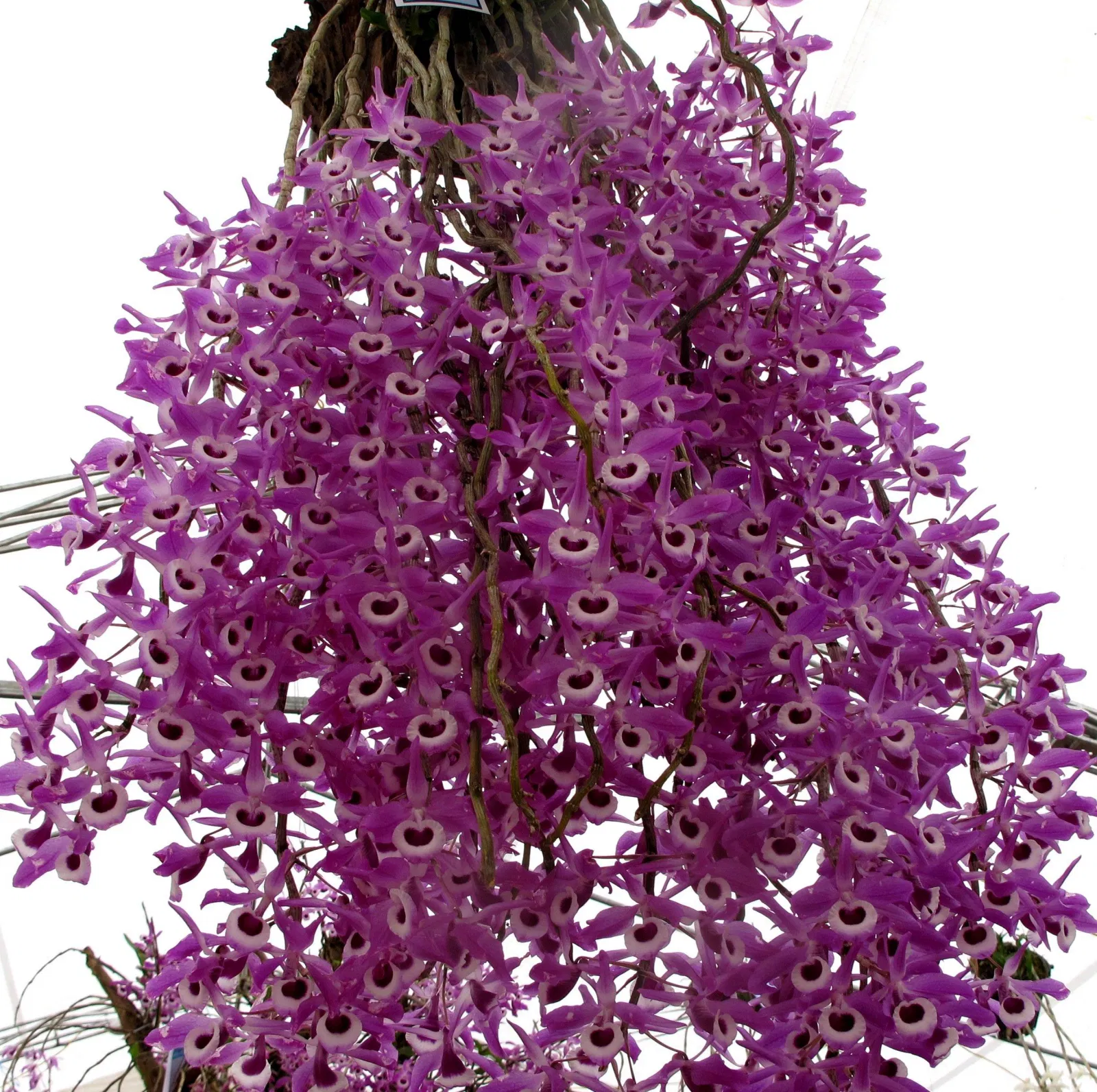 Nhìn hoa trổ thế này mới đã mắt chứ! (Ảnh: Internet). Nhìn hoa trổ thế này mới đã mắt chứ! (Ảnh: Internet).