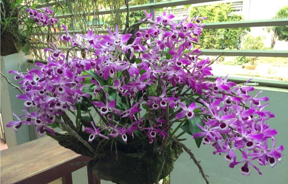 Đây là giống lan rất sai hoa nên có thể chơi cả chậu hoành tráng thế này (Ảnh: Internet). Đây là giống lan rất sai hoa nên có thể chơi cả chậu hoành tráng thế này (Ảnh: Internet).