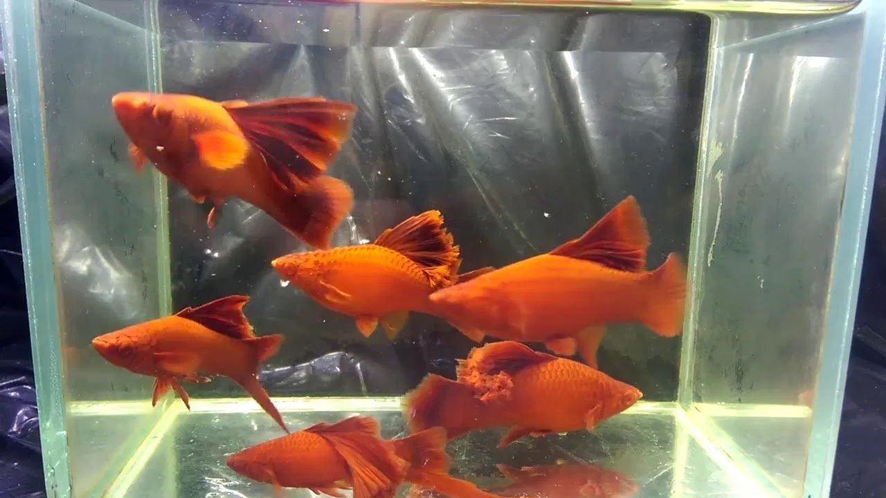 Những dòng cá có vây lưng "khủng" như thế này có giá rất cao (Ảnh: Internet). Những dòng cá có vây lưng "khủng" như thế này có giá rất cao (Ảnh: Internet).