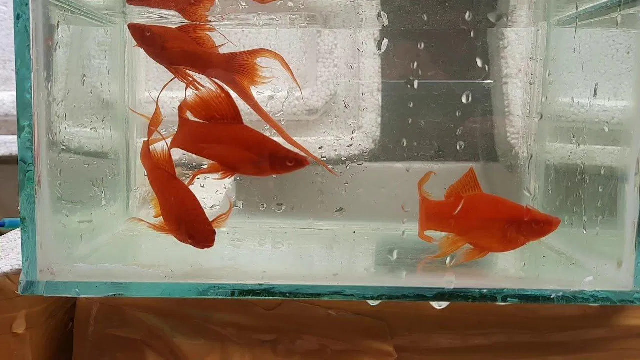 Huyết kiếm có màu đỏ đậm và đôi mắt cũng đỏ nốt (Ảnh: Internet). Huyết kiếm có màu đỏ đậm và đôi mắt cũng đỏ nốt (Ảnh: Internet).