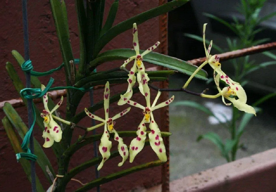 Hoàng nhung có màu vàng khác biệt so với các loại huyết nhung khác (Ảnh: Internet). Hoàng nhung có màu vàng khác biệt so với các loại huyết nhung khác (Ảnh: Internet).