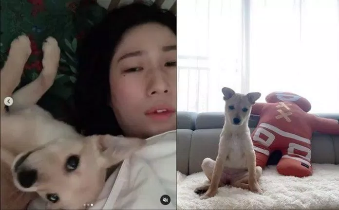 Kim Young Hee nhận nuôi để giải cứu những chú chó bị bỏ rơi. (Nguồn: Internet)