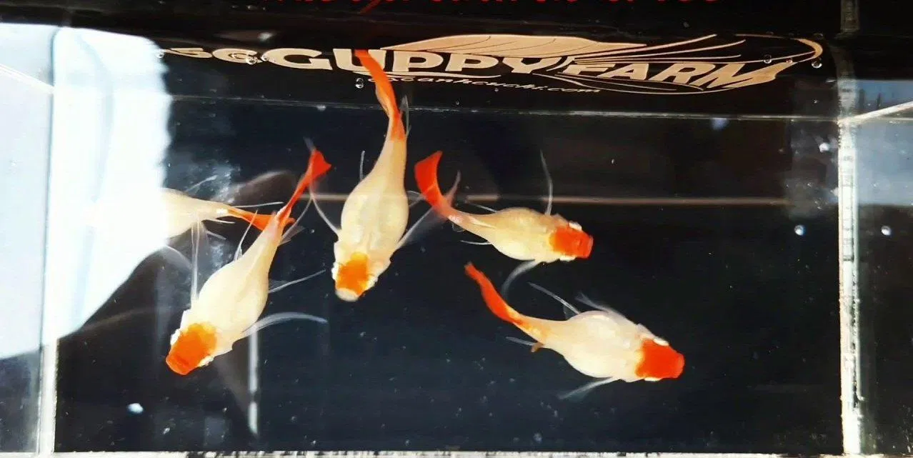 Nhìn từ trên xuống những chú Koi short trông rất ngộ (Ảnh: Internet). Nhìn từ trên xuống những chú Koi short trông rất ngộ (Ảnh: Internet).