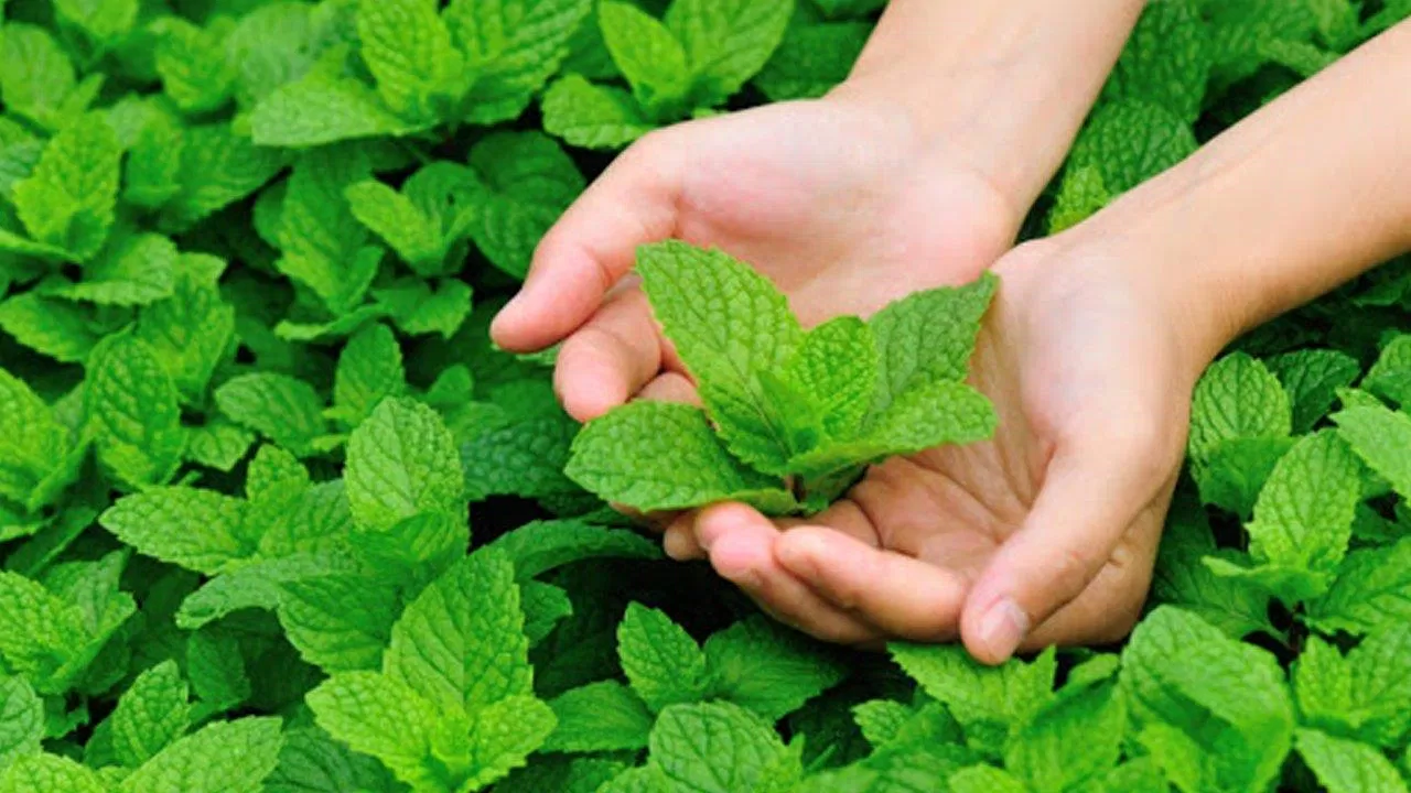 Vị bạc hà thanh mát sẽ giúp bạn ăn tết "nhẹ nhàng" hơn (Ảnh: Internet). Vị bạc hà thanh mát sẽ giúp bạn ăn tết "nhẹ nhàng" hơn (Ảnh: Internet).