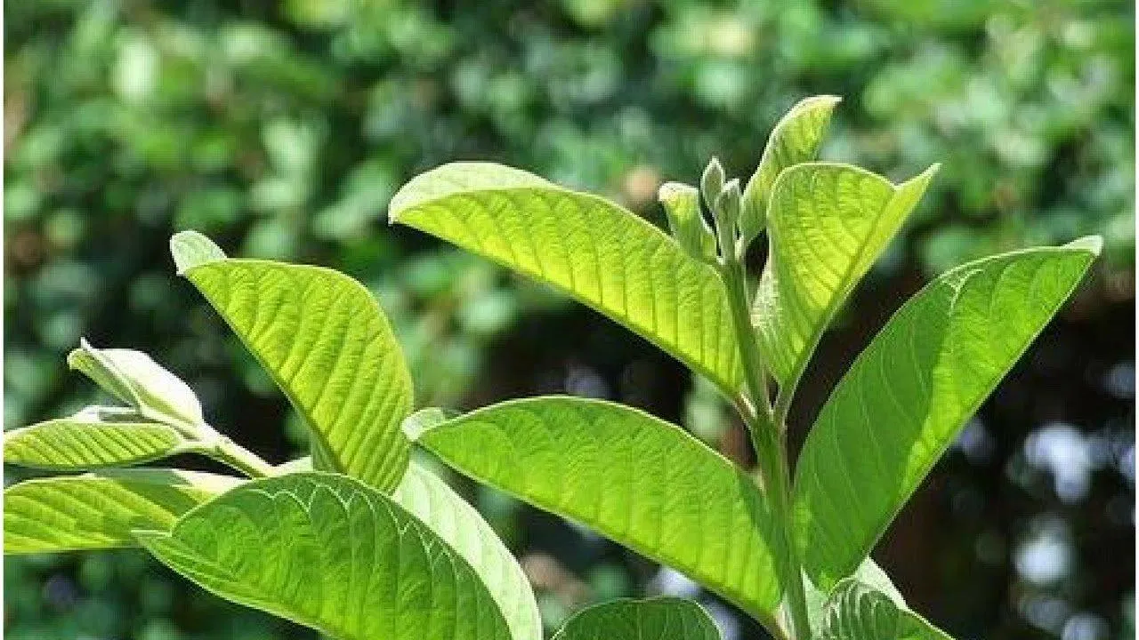 Lá ổi tuy chát nhưng có công dụng tuyệt vời đối với hệ tiêu hóa (Ảnh: Internet). Lá ổi tuy chát nhưng có công dụng tuyệt vời đối với hệ tiêu hóa (Ảnh: Internet).