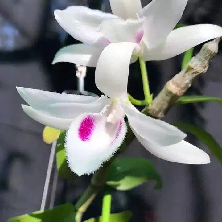 Thêm một lựa chọn cho những tâm hồn yêu sắc trắng tinh khôi (Ảnh: Internet). Thêm một lựa chọn cho những tâm hồn yêu sắc trắng tinh khôi (Ảnh: Internet).