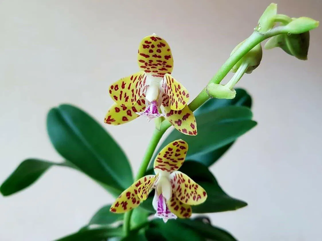 Kiểu hoa văn đốm của lan cẩm báo quả là độc lạ phải không! (Ảnh: Internet). Kiểu hoa văn đốm của lan cẩm báo quả là độc lạ phải không! (Ảnh: Internet).