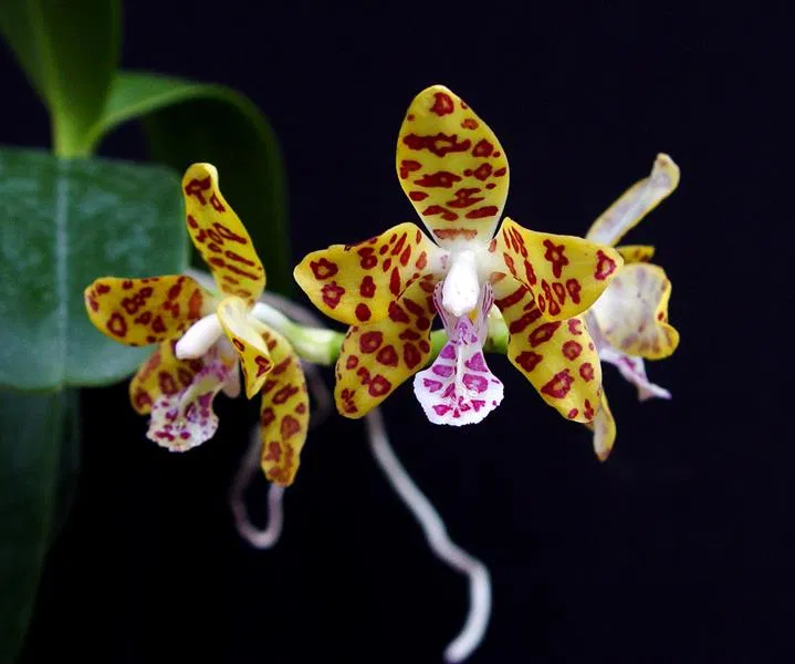 Hoa lan cẩm báo không chỉ đẹp mà còn rất bền với thời gian (Ảnh: Internet). Hoa lan cẩm báo không chỉ đẹp mà còn rất bền với thời gian (Ảnh: Internet).