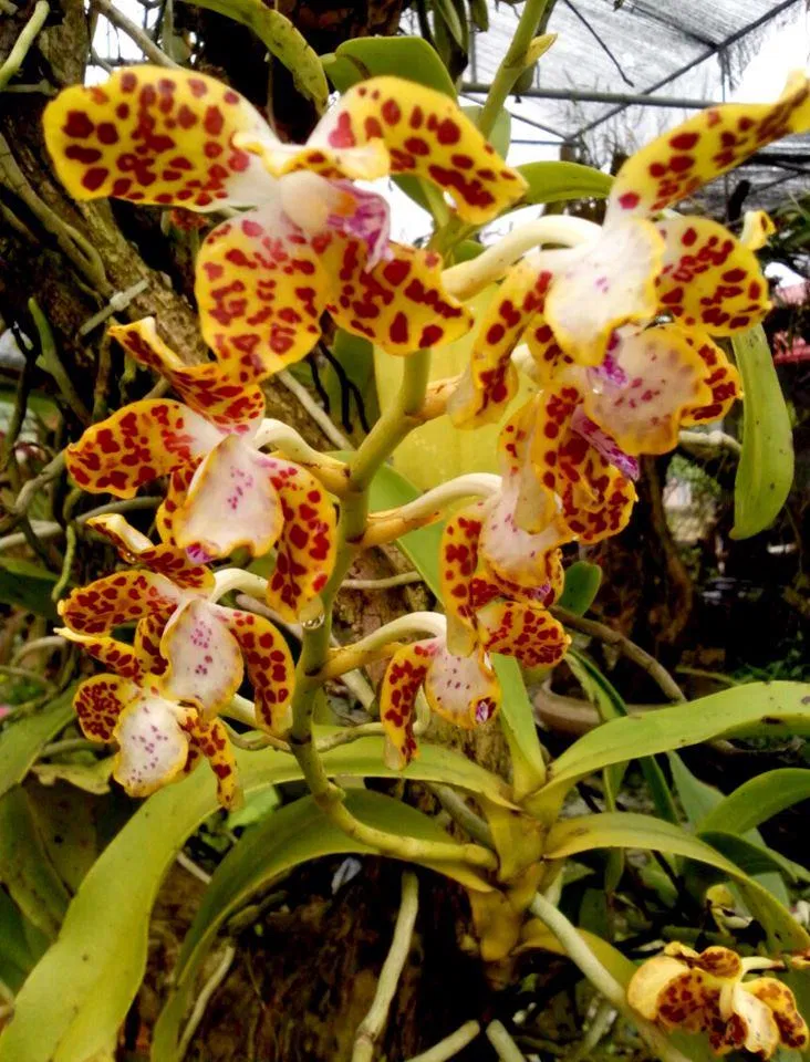 Có ai thấy hoa này giống bộ da báo đốm không ạ! (Ảnh: Internet). Có ai thấy hoa này giống bộ da báo đốm không ạ! (Ảnh: Internet).