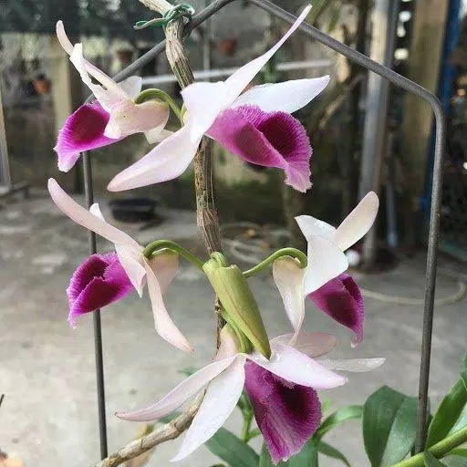 Sắc tím xen trắng, lại thơm nữa thì ai mà chẳng mê! (Ảnh: Internet). Sắc tím xen trắng, lại thơm nữa thì ai mà chẳng mê! (Ảnh: Internet).