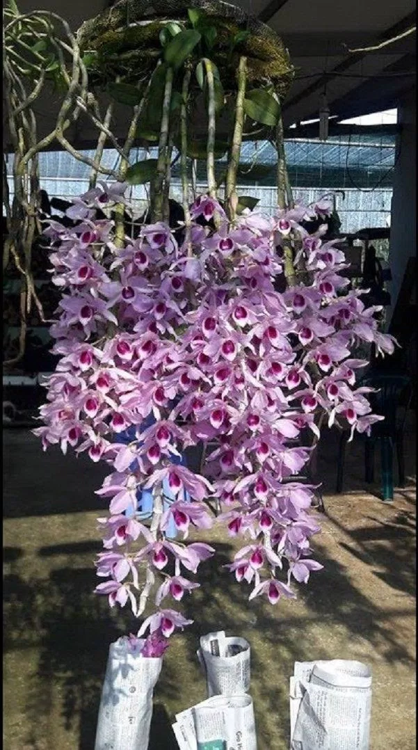 Lan giả hạc có thể sống tốt nếu có chỗ bám rễ như thế này (Ảnh: Internet). Lan giả hạc có thể sống tốt nếu có chỗ bám rễ như thế này (Ảnh: Internet).