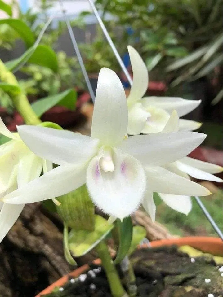 Loại lan đột biến 5 cánh trắng này là dạng cực kỳ quý hiếm (Ảnh: Internet). Loại lan đột biến 5 cánh trắng này là dạng cực kỳ quý hiếm (Ảnh: Internet).