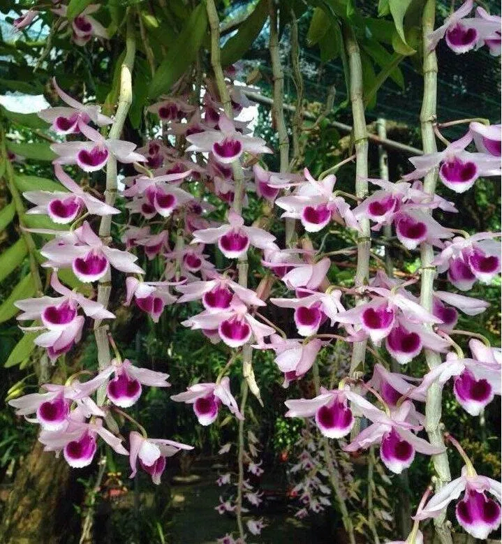 Có lẽ hình dáng bông hoa giống chú chim hạc thu nhỏ đã làm nên cái tên của loại lan này (Ảnh: Internet). Có lẽ hình dáng bông hoa giống chú chim hạc thu nhỏ đã làm nên cái tên của loại lan này (Ảnh: Internet).