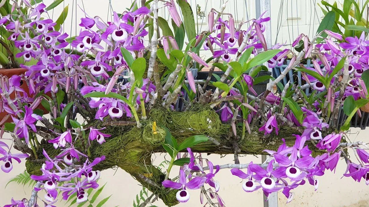 Màu tím mộng mơ của hoàng thảo kèn luôn hấp dẫn mọi ánh nhìn (Ành: Internet). Màu tím mộng mơ của hoàng thảo kèn luôn hấp dẫn mọi ánh nhìn (Ành: Internet).