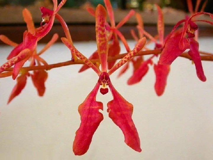 Huyết nhung là loại lan có màu đỏ chủ đạo như đúng tên gọi (Ảnh: Internet). Huyết nhung là loại lan có màu đỏ chủ đạo như đúng tên gọi (Ảnh: Internet).
