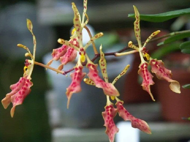 Huyết nhung Việt là loài được tìm thấy tại vùng núi Hà Giang nước ta (Ảnh: Internet). Huyết nhung Việt là loài được tìm thấy tại vùng núi Hà Giang nước ta (Ảnh: Internet).