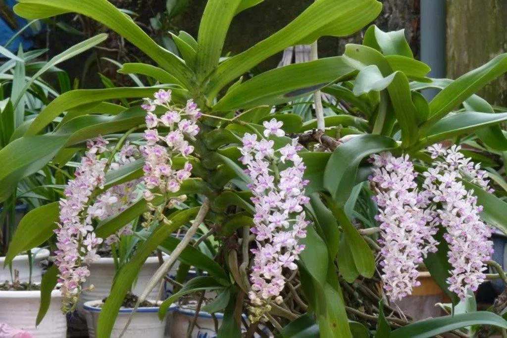 Loại lan này cũng không quá kén chọn, rất hợp cho người mới chơi (Ảnh: Internet). Loại lan này cũng không quá kén chọn, rất hợp cho người mới chơi (Ảnh: Internet).