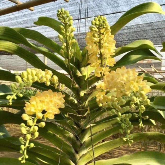 Lan nghinh xuân vàng nhìn rất chi là "sang chảnh"! (Ảnh: Internet). Lan nghinh xuân vàng nhìn rất chi là "sang chảnh"! (Ảnh: Internet).