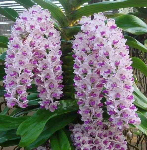 Nhìn chùm hoa này là thấy thích mê rồi ấy nhỉ! (Ảnh: Internet). Nhìn chùm hoa này là thấy thích mê rồi ấy nhỉ! (Ảnh: Internet).