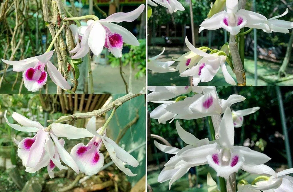 Lan phi điệp 5 cánh trắng biểu trưng cho sự thanh cao thuần khiết và tâm hồn thánh thiện (Ảnh: Internet). Lan phi điệp 5 cánh trắng biểu trưng cho sự thanh cao thuần khiết và tâm hồn thánh thiện (Ảnh: Internet).