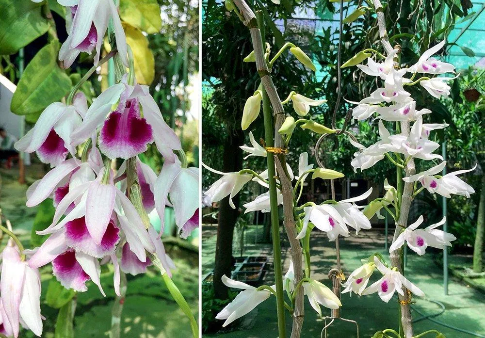 Lan phi điệp 5 cánh trắng khoe sắc dưới nắng xuân (Ảnh: Internet). Lan phi điệp 5 cánh trắng khoe sắc dưới nắng xuân (Ảnh: Internet).