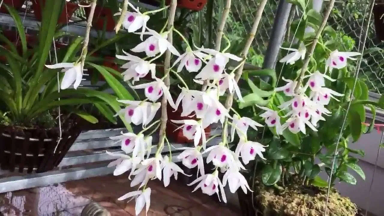 Loại lan này có thể phát triển tới "cỡ đại" trong môi trường thuận lợi (Ảnh: Internet). Loại lan này có thể phát triển tới "cỡ đại" trong môi trường thuận lợi (Ảnh: Internet).