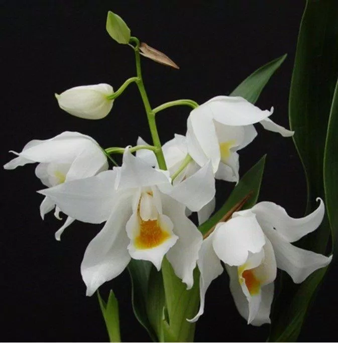 Lan thanh đạm thích hợp với những không gian nhỏ trong nhà (Ảnh: Internet). Lan thanh đạm thích hợp với những không gian nhỏ trong nhà (Ảnh: Internet).