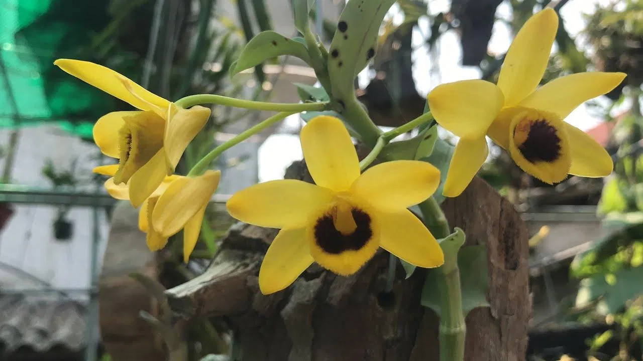 Cùng đổi tông với màu vàng tươi sáng cho bừng sắc xuân! (Ảnh: Internet). Cùng đổi tông với màu vàng tươi sáng cho bừng sắc xuân! (Ảnh: Internet).