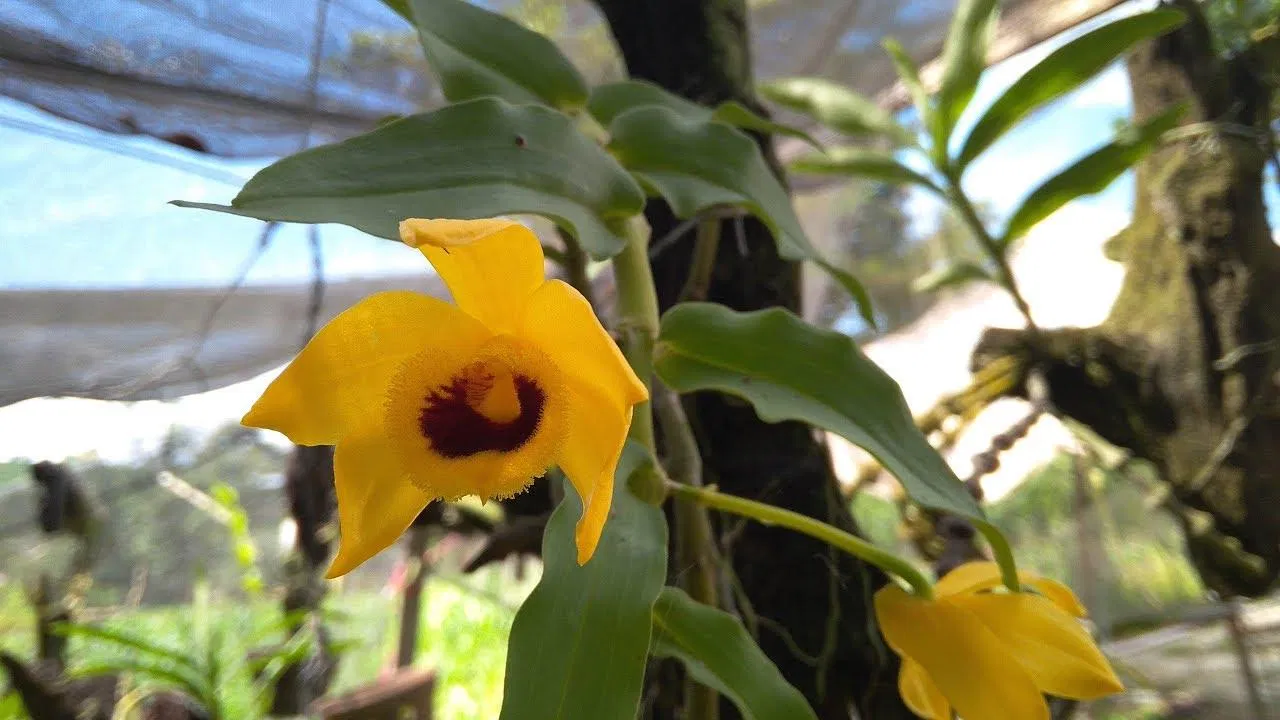 Chùm hoa cũng không quá nhiều bông, nhưng lan trầm vàng vẫn vươn mình khoe sắc (Ảnh: Internet). Chùm hoa cũng không quá nhiều bông, nhưng lan trầm vàng vẫn vươn mình khoe sắc (Ảnh: Internet).