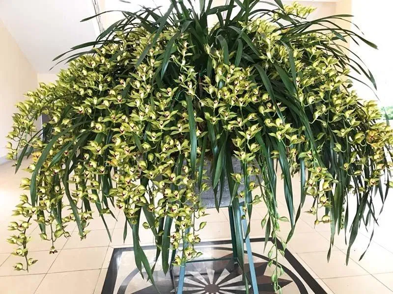 Một chậu lan Trần mộng lớn như thế này cũng không phải dạng vừa đâu! (Ảnh: Internet). Một chậu lan Trần mộng lớn như thế này cũng không phải dạng vừa đâu! (Ảnh: Internet).