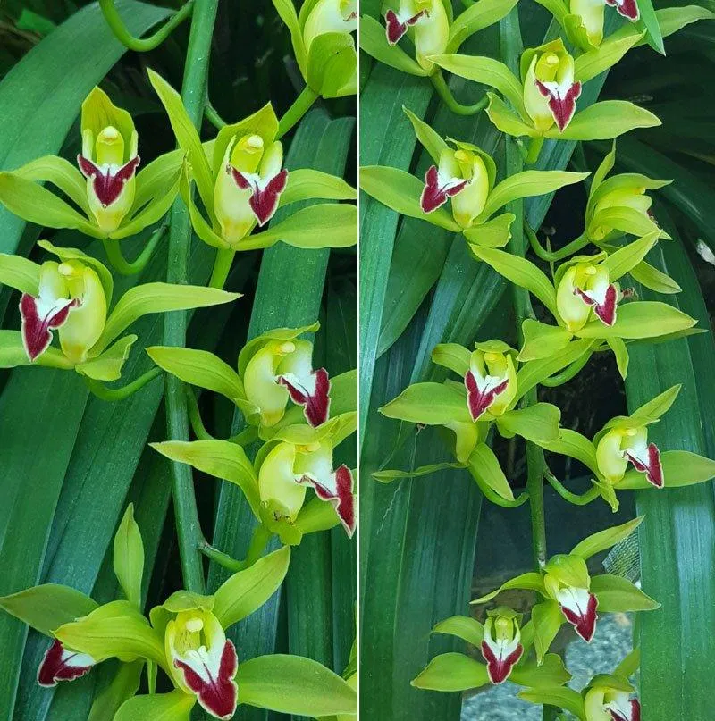 Lan Trần mộng xanh ngọc là dạng hiếm và giá bán cũng thuộc hàng "khủng" (Ảnh: Internet). Lan Trần mộng xanh ngọc là dạng hiếm và giá bán cũng thuộc hàng "khủng" (Ảnh: Internet).