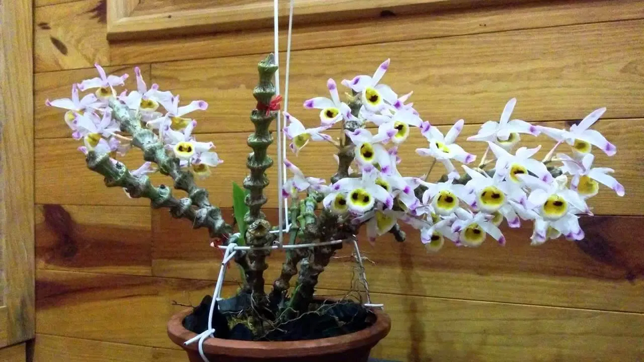 Nhìn thân cây y như cành trúc bạn nhỉ! (Ảnh: Internet). Nhìn thân cây y như cành trúc bạn nhỉ! (Ảnh: Internet).