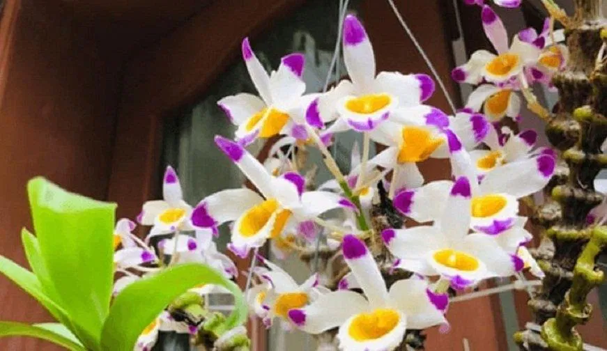 Một bông hoa có đến ba màu, đúng là tuyệt phẩm! (Ảnh: Internet). Một bông hoa có đến ba màu, đúng là tuyệt phẩm! (Ảnh: Internet).