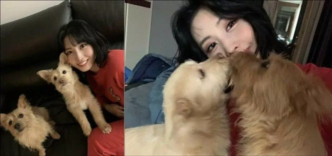 Momo (TWICE) nhận nuôi để giải cứu những chú chó bị bỏ rơi. (Nguồn: Internet)