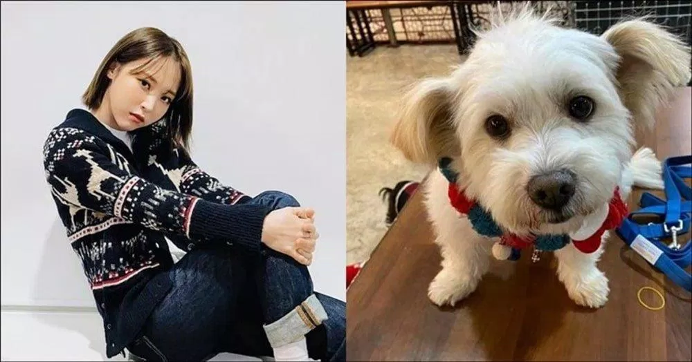 Moon Byul (MAMAMOO) nhận nuôi để giải cứu những chú chó bị bỏ rơi. (Nguồn: Internet)