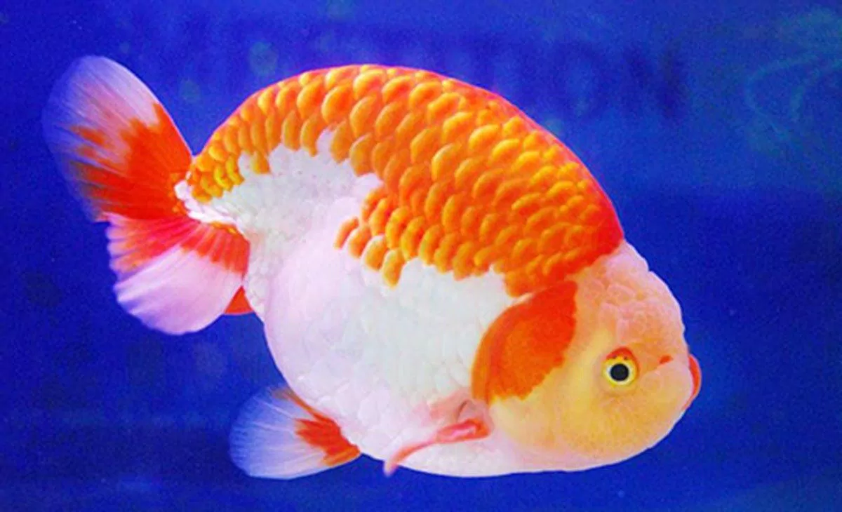 Cá vàng Ranchu nhìn không khác gì một chú heo nước! (Ảnh: Internet). Cá vàng Ranchu nhìn không khác gì một chú heo nước! (Ảnh: Internet).