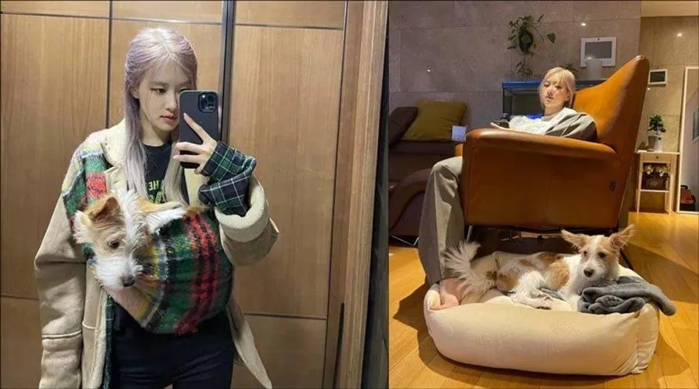 Rosé (BLACKPINK) nhận nuôi để giải cứu những chú chó bị bỏ rơi. (Nguồn: Internet)