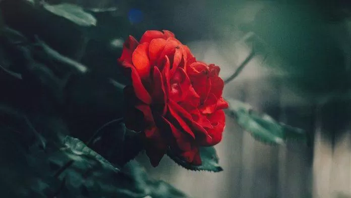 Vẻ đẹp của hồng nhung gắn với tình yêu vĩnh cửu ( ảnh Internet)