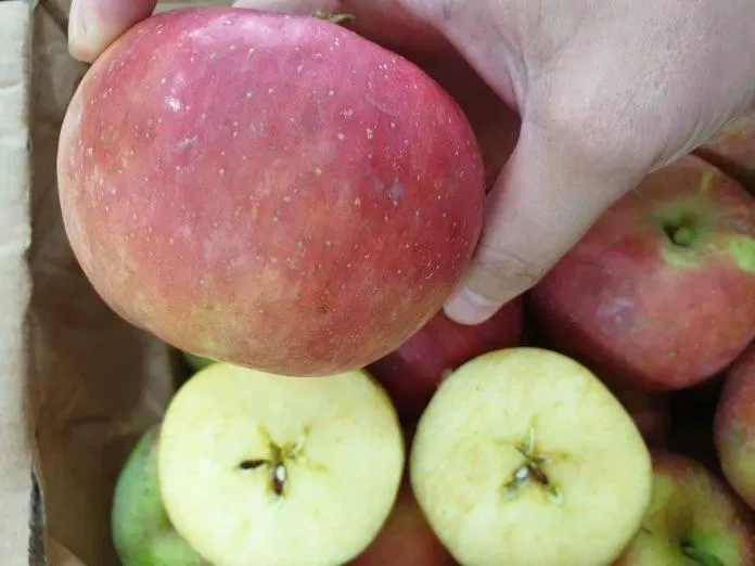 Chất xơ trong táo giúp giảm cholesterol máu (Ảnh: Internet).