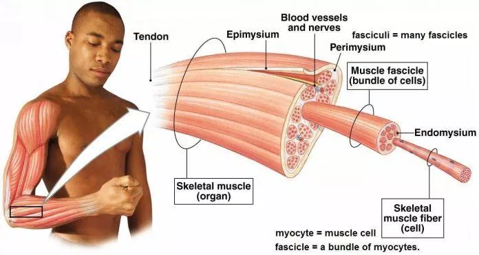 Bản chất của việc tập luyện là tạo ra các tổn thương siêu nhỏ cho các tế bào cơ (Ảnh: Internet). Bản chất của việc tập luyện là tạo ra các tổn thương siêu nhỏ cho các tế bào cơ (Ảnh: Internet).