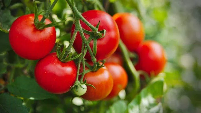 Ăn cà chua có chứa hóa chất sẽ gây ảnh hưởng không tốt đến sức khỏe, vì vậy bạn có thể mua cà chua xanh và để quả tự chín cho yên tâm.  (Nguồn: Internet)