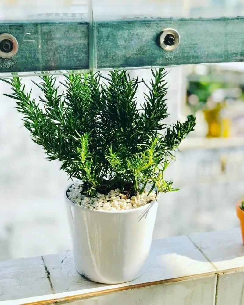 Cây hương thảo. (Ảnh: Internet)