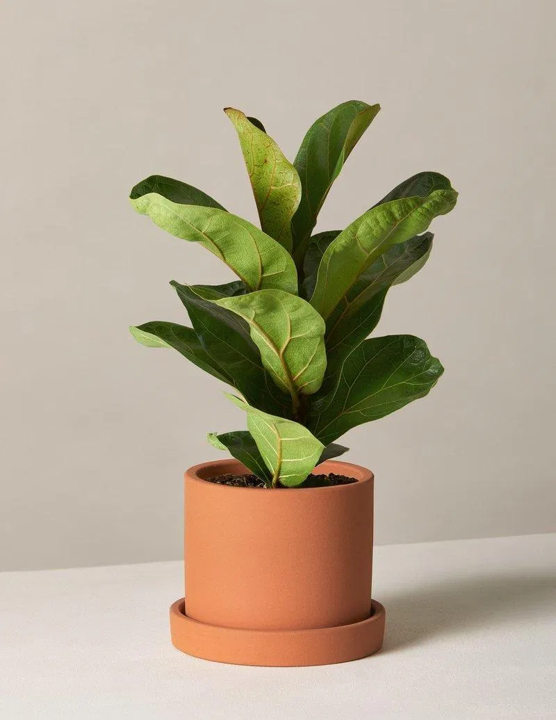 Cây bàng Singapore. (Ảnh: Internet)