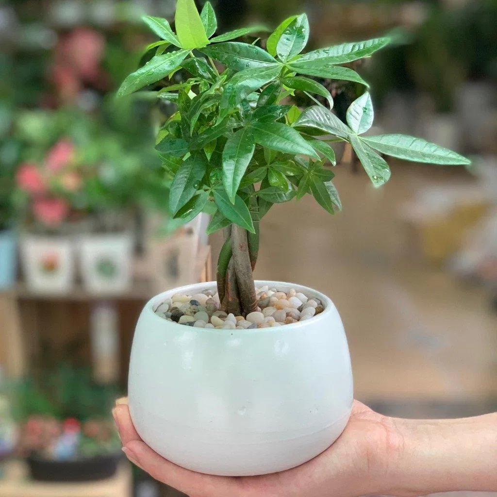 Cây kim ngân. (Ảnh: Internet)