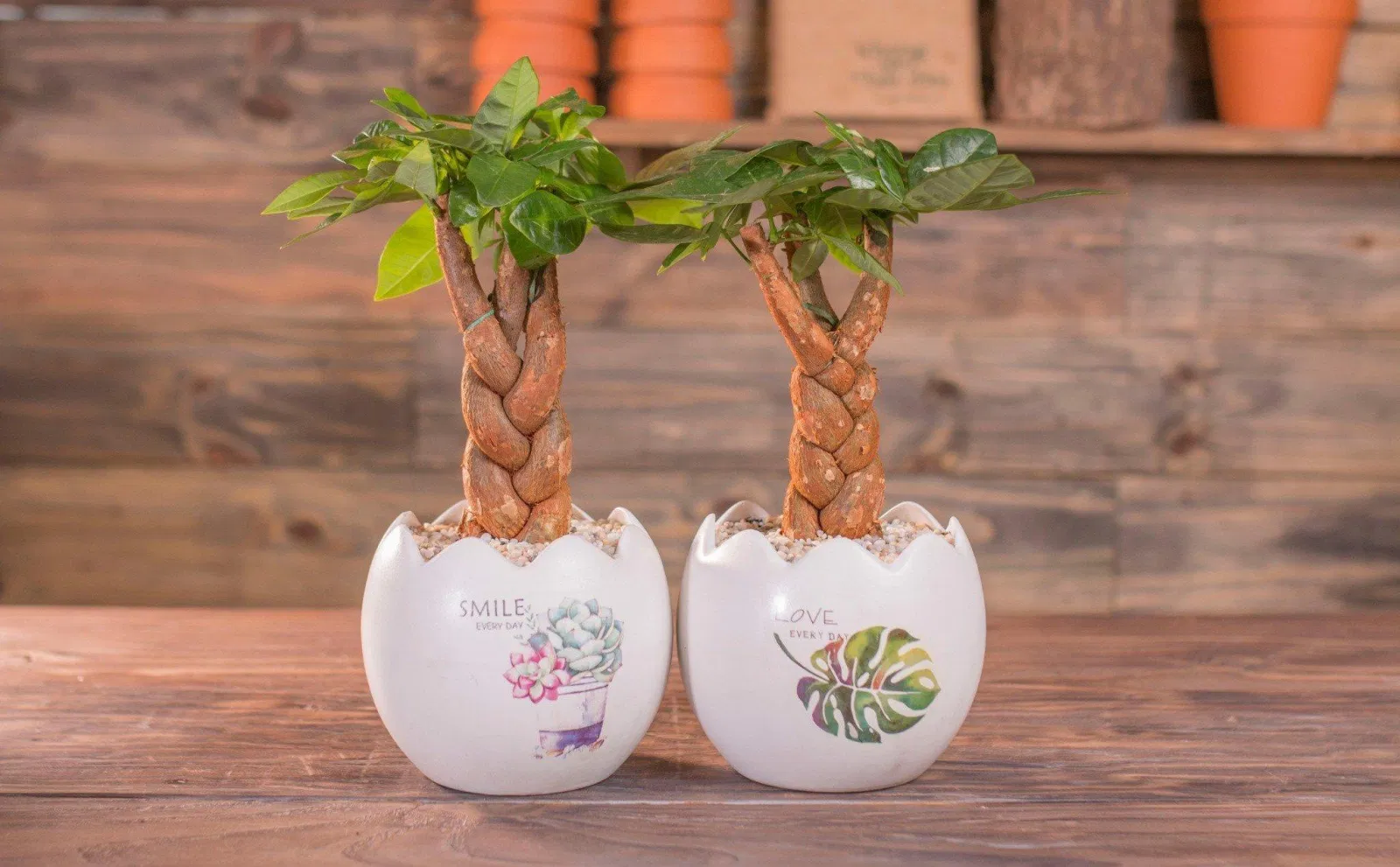 Cây kim ngân thắt bím. (Ảnh: Internet)