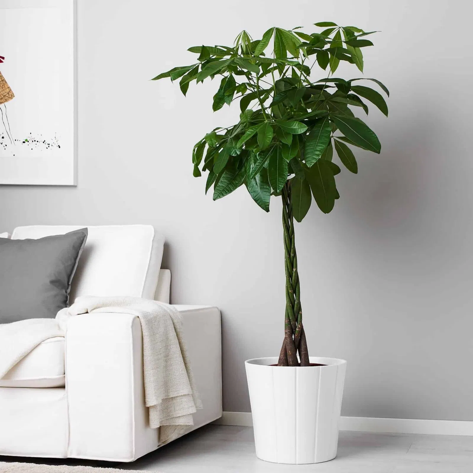 Cây kim ngân thắt bím. (Ảnh: Internet)